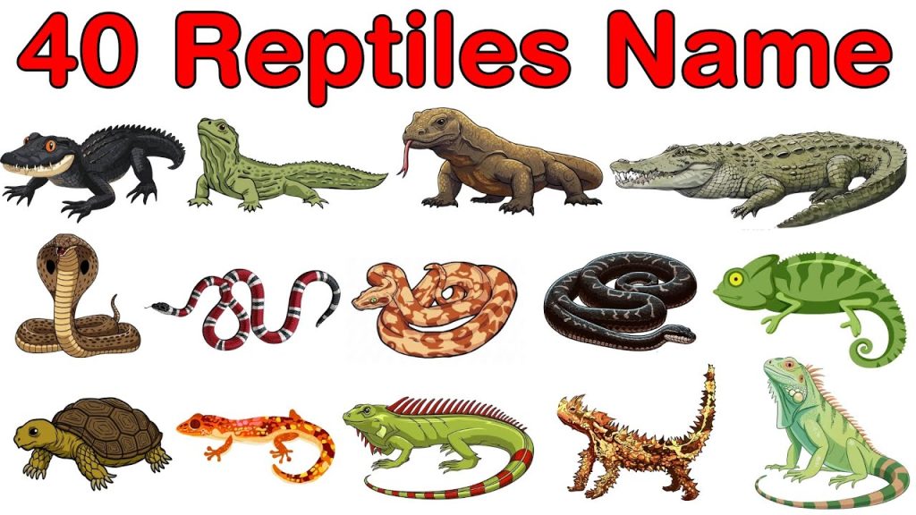 Reptiles