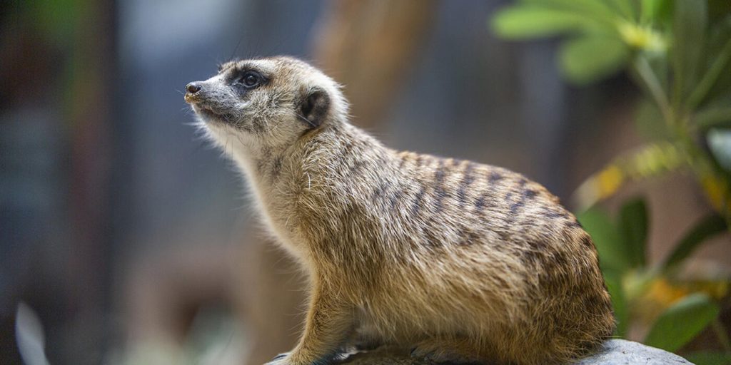 Slender-tailed Meerkat